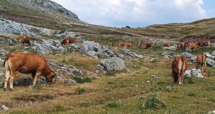 stado krava/Muhamed Tunović