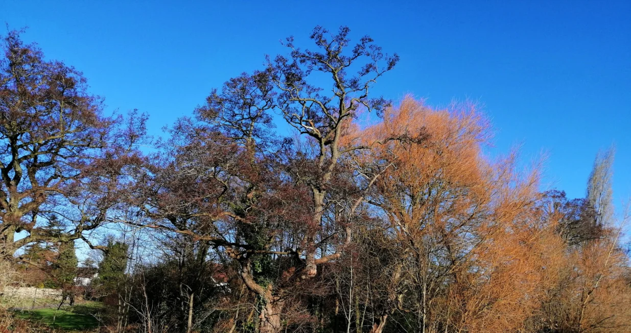 Raskošne krošnje drveća (joha i vrba) uz obalu rječice na rubu parka/