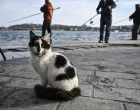 Svjetski dan mačke u Istanbulu/Anadolija