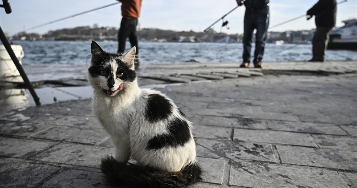 Svjetski dan mačke u Istanbulu/Anadolija