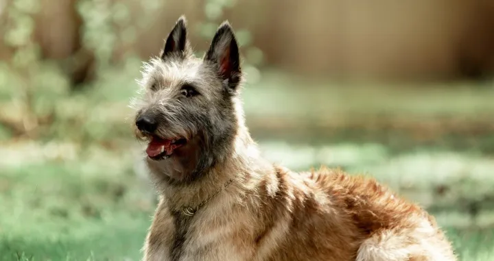Belgijski oštrodlaki ovčar/