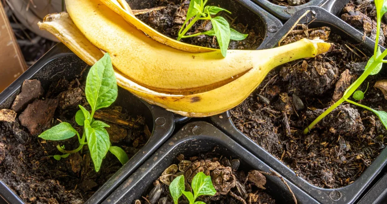 kora od banane cvijeće/