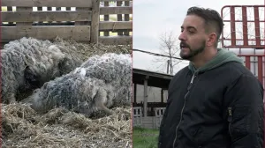 Brčaku preklano 14 ovaca, 13 povrijeđeno/Tanjug