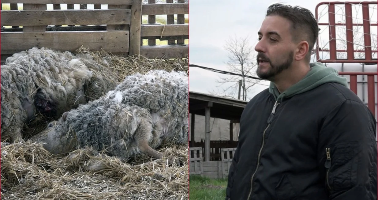Brčaku preklano 14 ovaca, 13 povrijeđeno/Tanjug