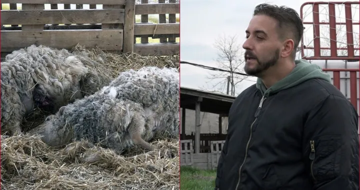 Brčaku preklano 14 ovaca, 13 povrijeđeno/Tanjug