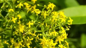 broćika, biljka, cvijet, vrt, ivanjsko cvijeće//