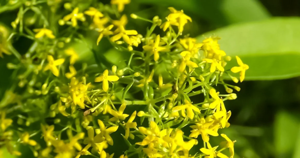 broćika, biljka, cvijet, vrt, ivanjsko cvijeće//