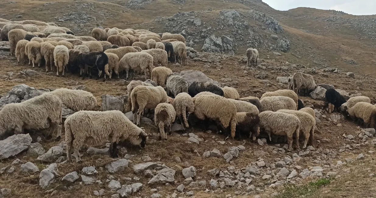 stado ovaca/Muhamed Tunović