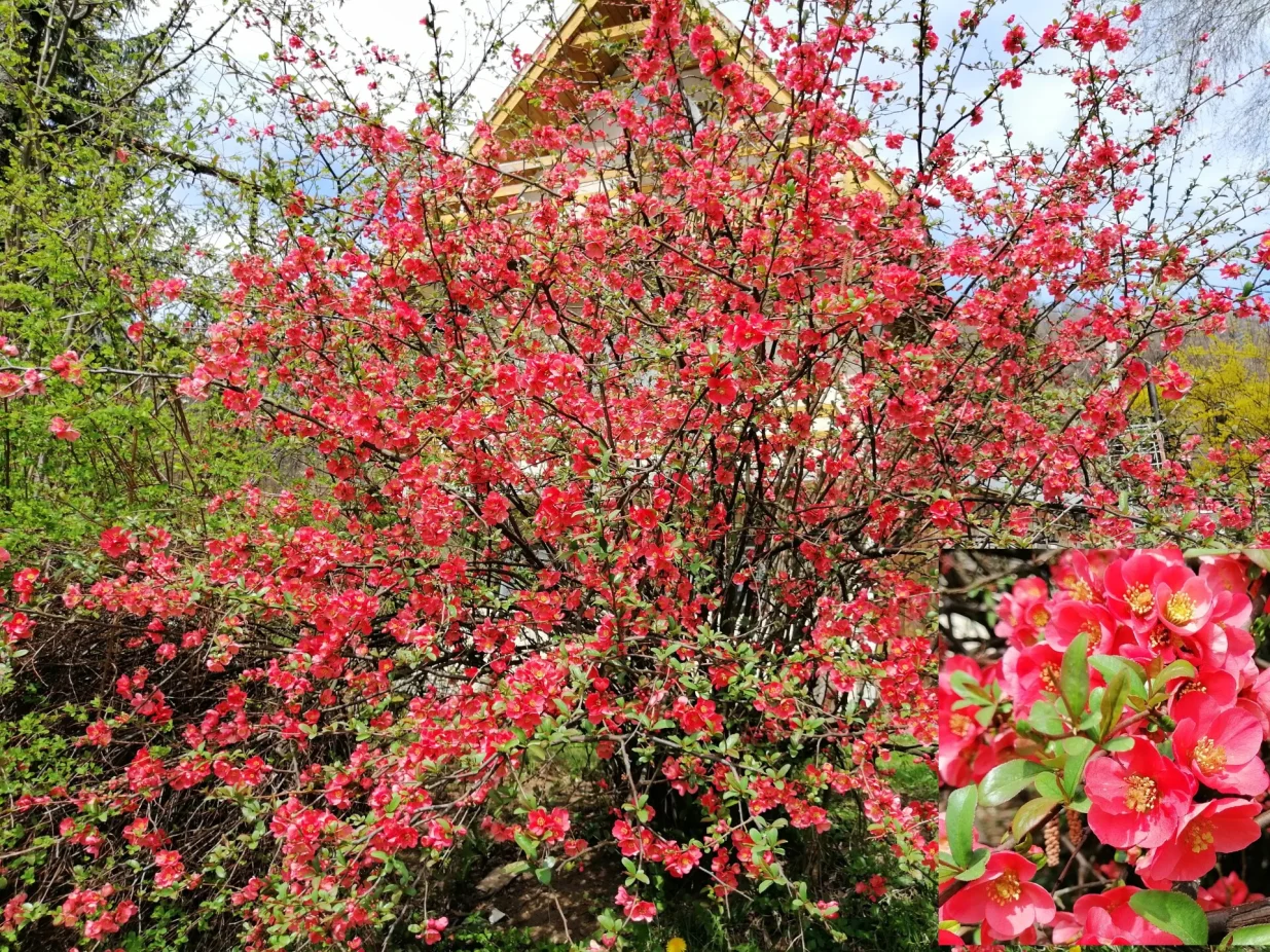 Rascvjetale grančice japanske dunje mogu biti dio bajramskog aranžmana/