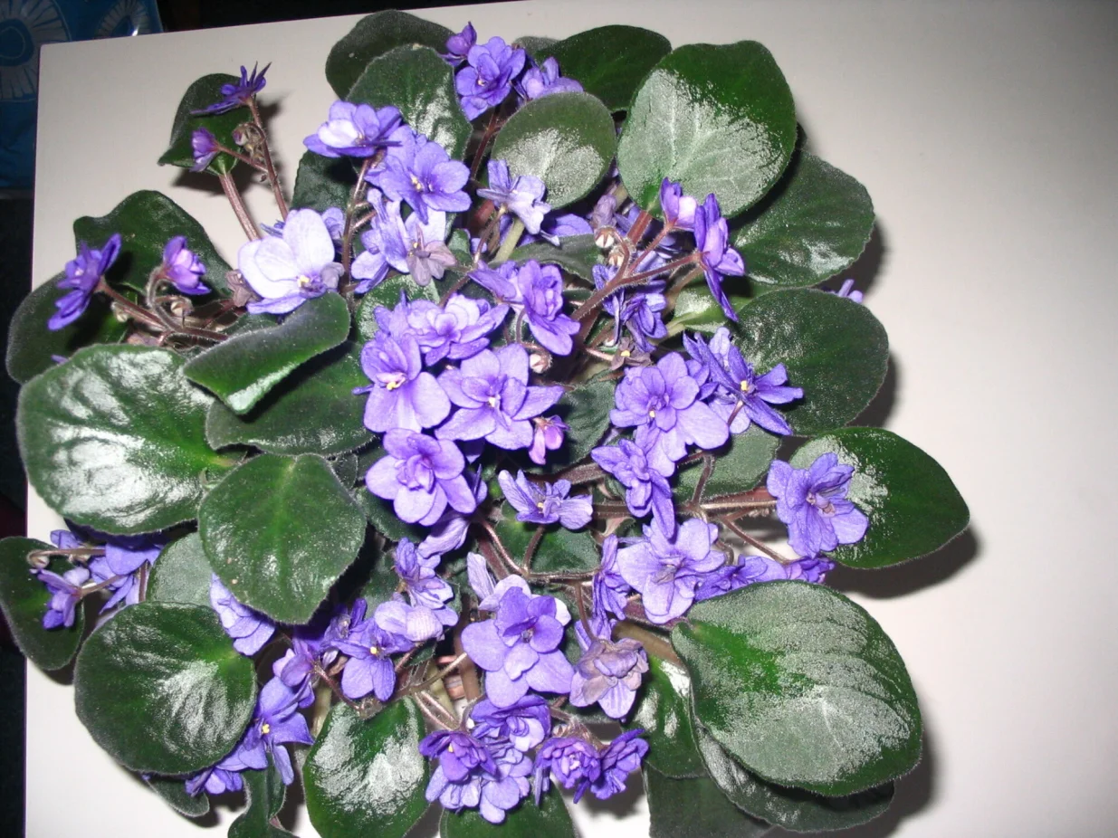 Afrička ljubičica je prikladan poklon/