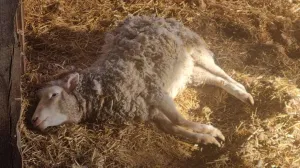 Novi napad/Vladimir Matijević/Fena/Vladimir Matijević