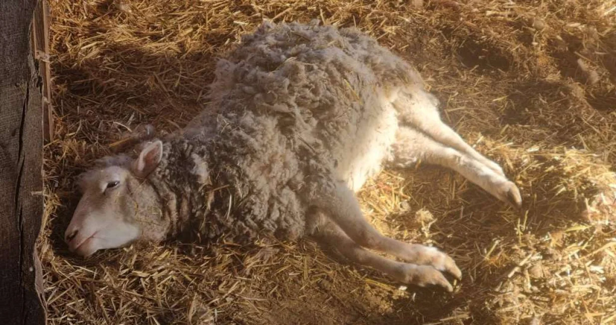 Novi napad/Vladimir Matijević/Fena/Vladimir Matijević