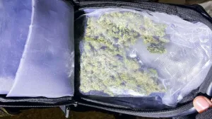 Uzgajao marihuanu/Nezavisne//