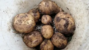 Krompir iz vrta je prljav, ali ukusno i zdravo_jelo/