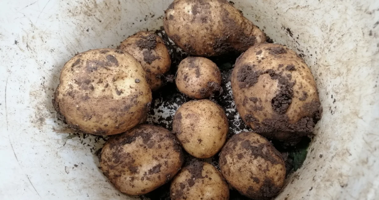 Krompir iz vrta je prljav, ali ukusno i zdravo_jelo/