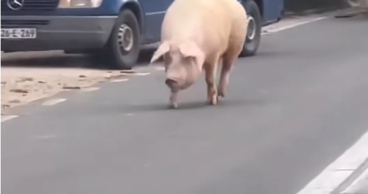 svinja, put, cesta, automobili/Screenshot