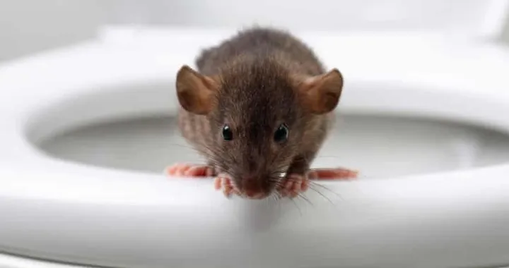 Pacovi još od početka lockdowna "vrše invaziju"/ The Guardian/