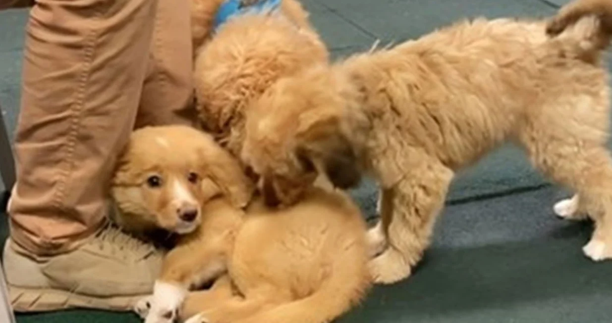 Stidljivo štene koje se ne želi igrati s vršnjacima osvaja srca/Tiktok/hudson_retrieves