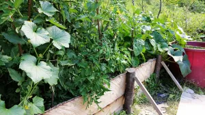 Krastavac, paradajz, patlidžan i odstajala voda za zalijevanje, juli 2022./