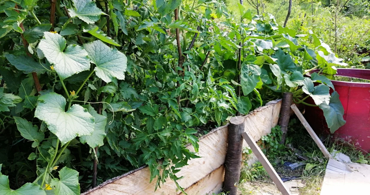 Krastavac, paradajz, patlidžan i odstajala voda za zalijevanje, juli 2022./