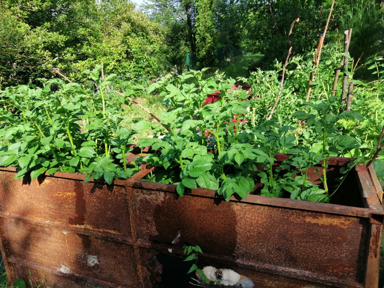Prevrnuti stari bravarski stou funkciji visoke gredice/
