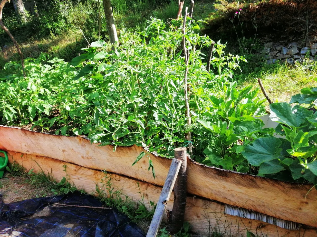 Visoka gredica u Aninom vrtu, juni 2024./