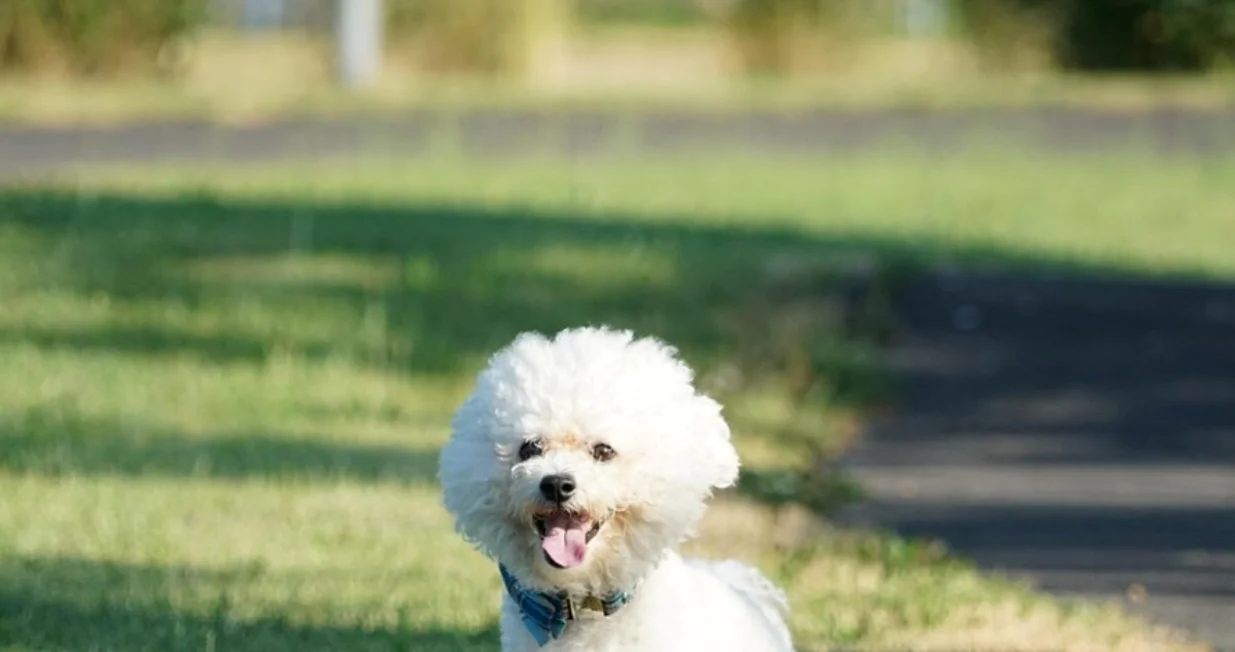 pas Foto: Pixabay, Pexels/