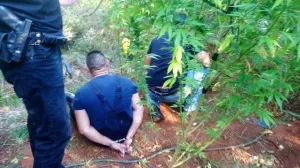 Granična policija kod Čapljine uhapsila dvojicu zbog uzgoja marihuane Marihuana, plantaža hapšenje/