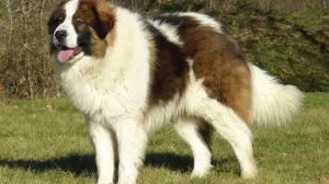 Bosanski tornjak, predstavnik životinjskog svijeta BiH/