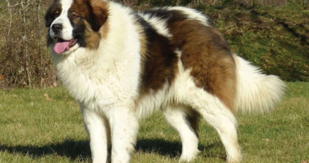 Bosanski tornjak, predstavnik životinjskog svijeta BiH/