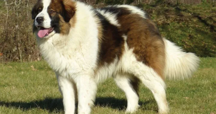 Bosanski tornjak, predstavnik životinjskog svijeta BiH/