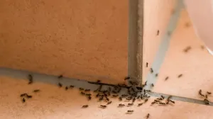 Mravi u kući/Screenshot