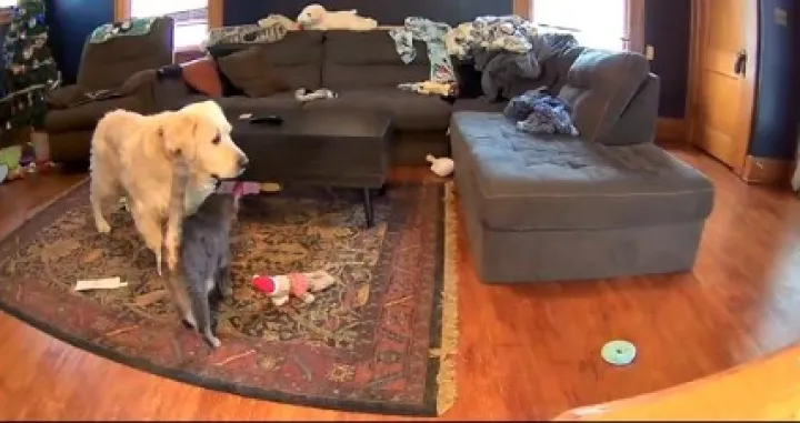 Pas i mačka/Screenshot/tiktok - Seniorboybruce