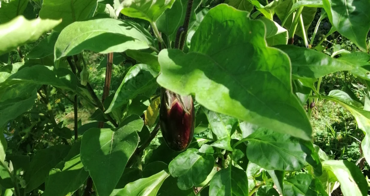 Patlidžan na visokoj gredici/