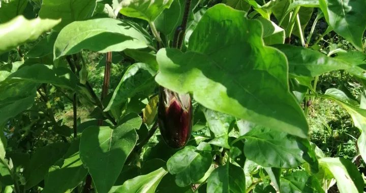 Patlidžan na visokoj gredici/