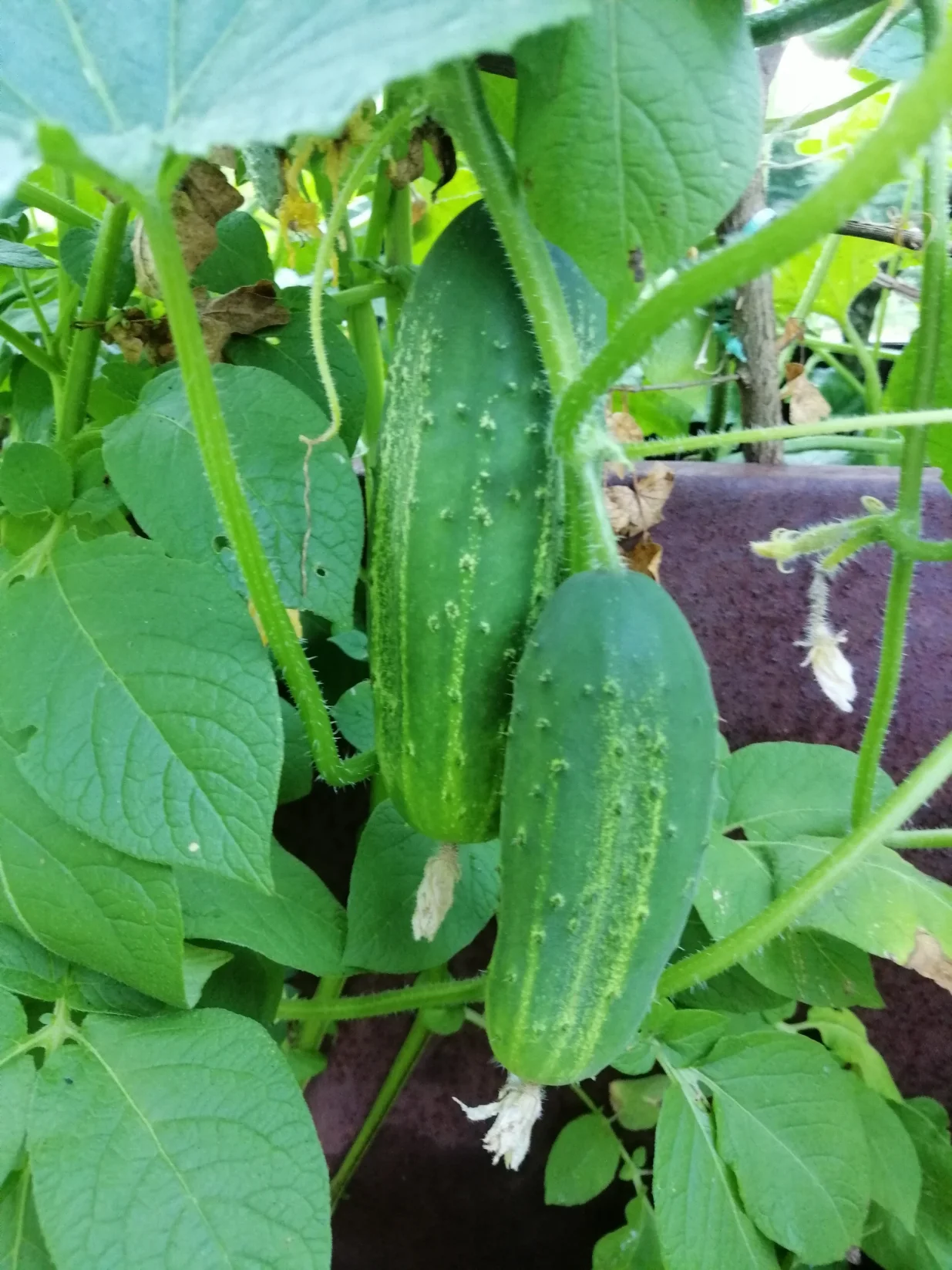 Krastavac na visokoj gredici za branje već u julu/