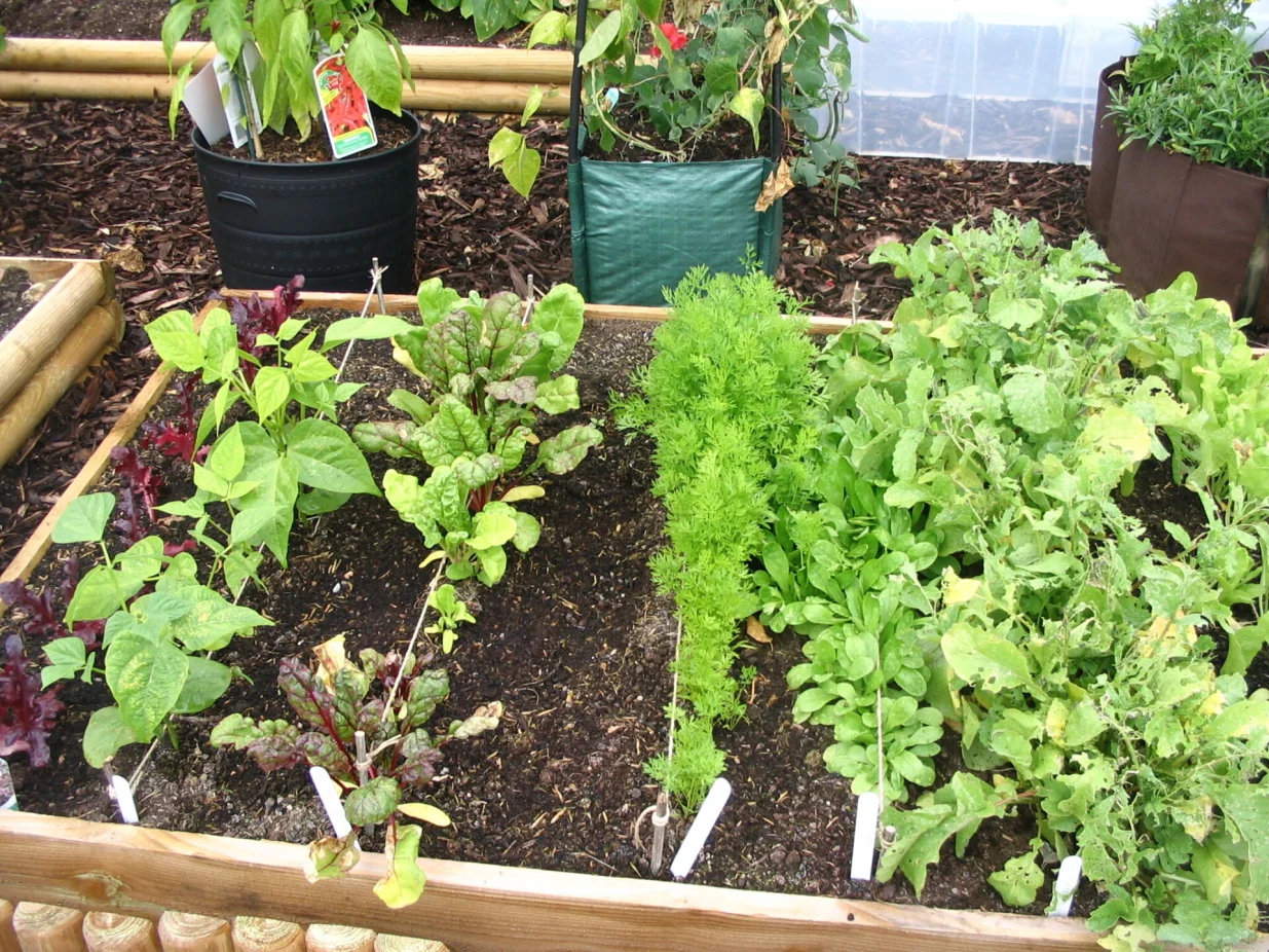 Uzgoj povrća u urbanim uslovima/