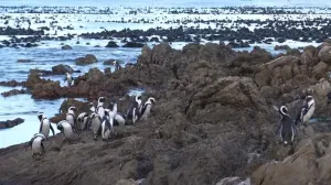 Otok Heard i otoci McDonald/Screenshot/Screenshot