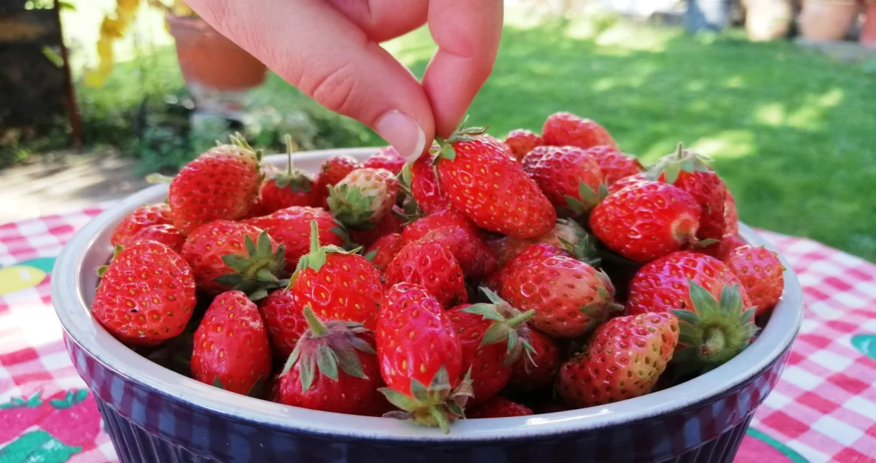 Trajnorađajuće jagode ubrane u mome vrtu 16.10.2022./