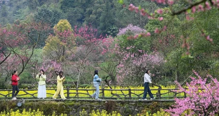 (250404) -- BEIJING, April 5, 2025 (Xinhua) -- Tourists enjoy the spring view at Taohuayuan scenic spot in Youyang Tujia and Miao Autonomous County, southwest China's Chongqing Municipality, April 4, 2025. Qingming Festival, or Tomb-Sweeping Day, falls on April 4 this year. It is a traditional Chinese festival for people to pay tribute to the dead and worship their ancestors. The holiday also provides a short break for Chinese citizens as they engage in outdoor activities and sightseeing. (Photo by Qiu Hongbin/Xinhua)/Qiu Hongbin