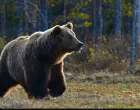 medvjed u šumi/