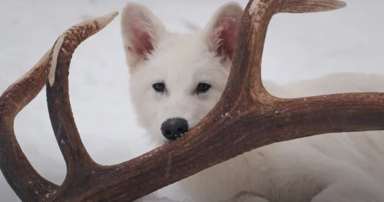 Strašni vuk, oživljena izumrla vrsta vuka/Screenshot