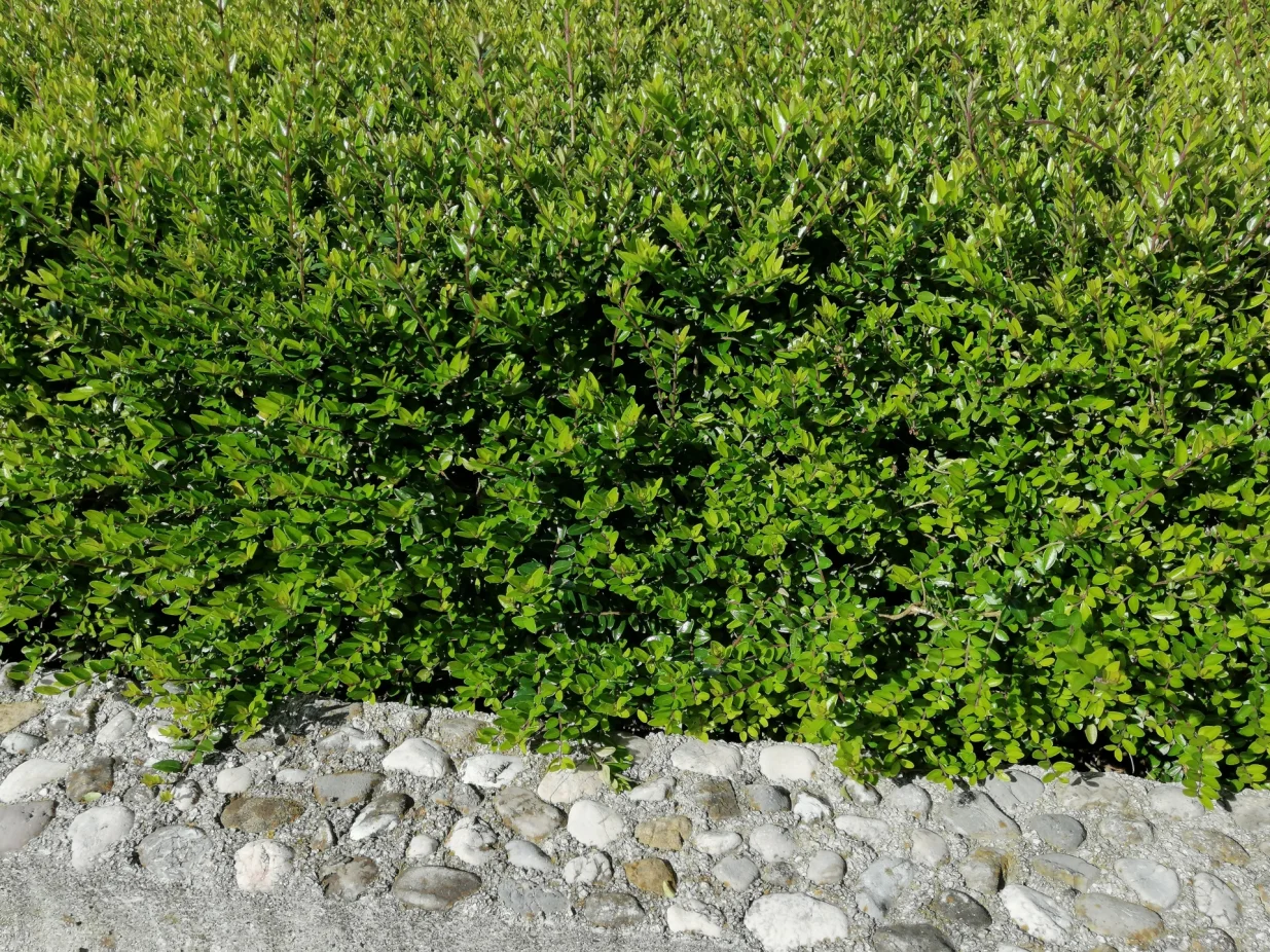 Uredno orezana Lonicera je podloga u žardinjerama i na saobraćajnim pojasevima/