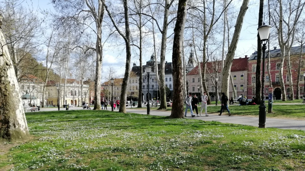 Kongresni trg u Ljubljani: platane i travnjak pun tratinčica/