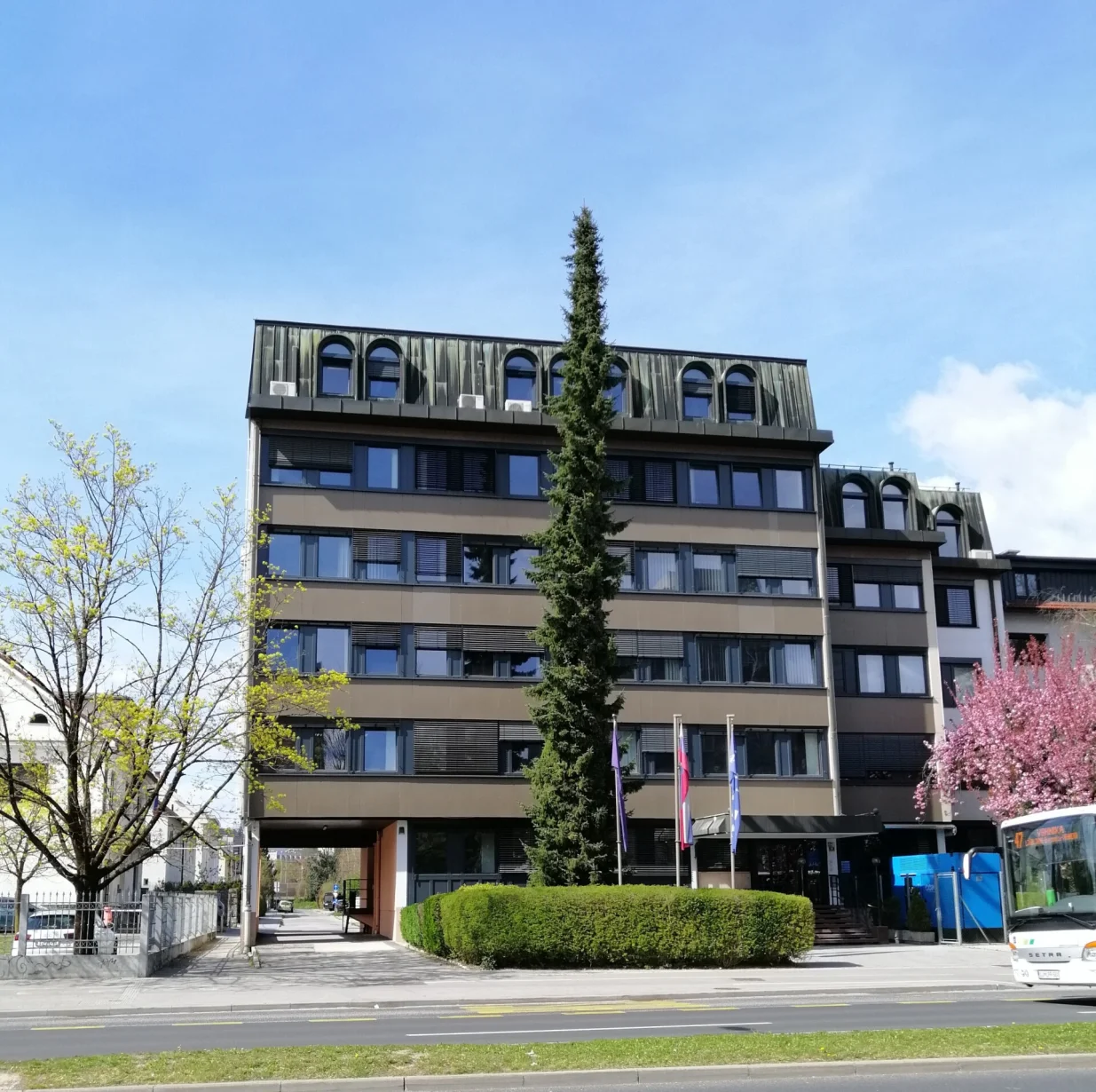 Pančićeva omorika je elgantno nadvisila peterospratnicu u Ljubljani/