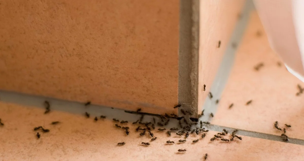 Mravi u kući/Screenshot