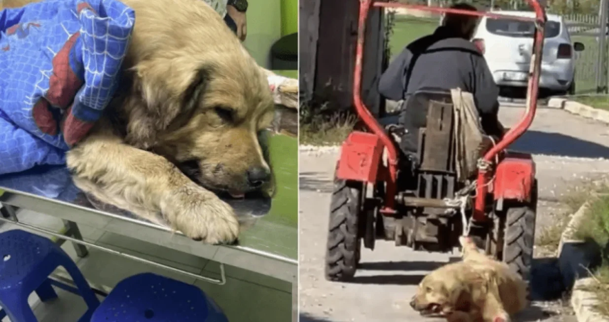 Pas je uginuo od pretrpljenih povreda/