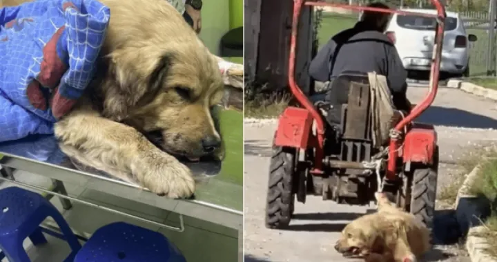 Pas je uginuo od pretrpljenih povreda/