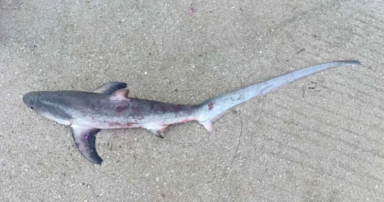 Ulovio novorođenče/Lignjolov Eging Club Neum//