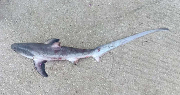 Ulovio novorođenče/Lignjolov Eging Club Neum//